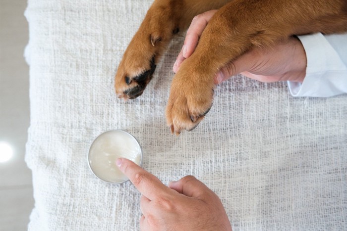 犬の前足に軟膏を塗ろうとしている人の手