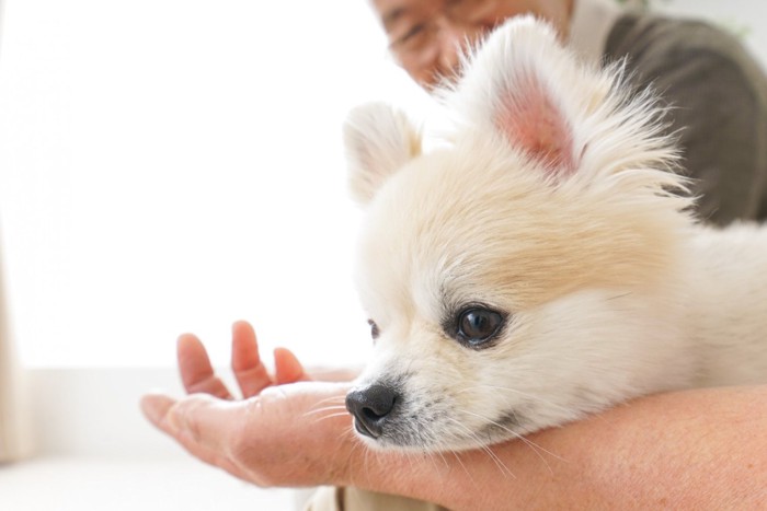 飼い主の腕にあごを乗せるポメラニアン