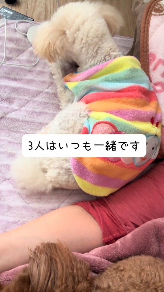 飼い主に寄りかかって眠る白い犬