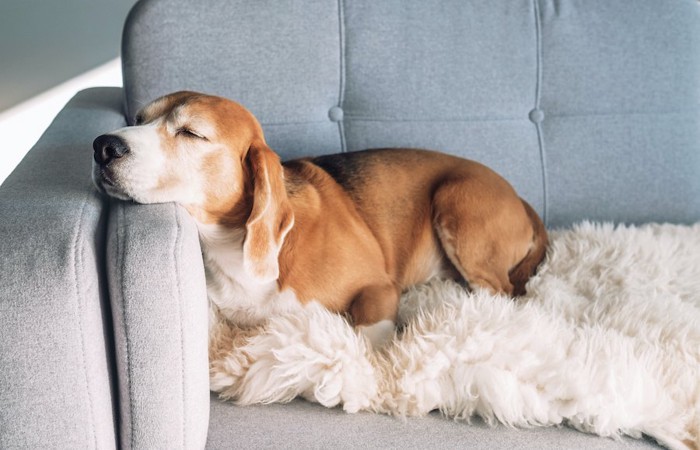 ソファーのクッションの上で眠っている犬