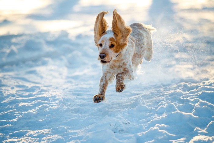 雪の中を走る犬