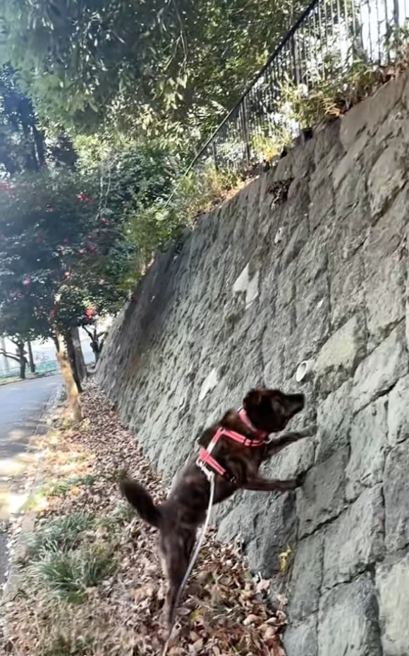 壁を登り始めるトシくん