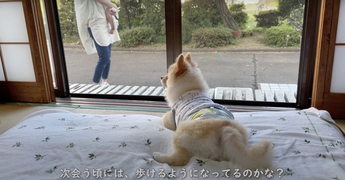 窓から見送る犬