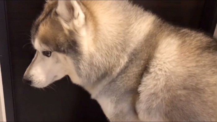 女性から目を逸らす犬