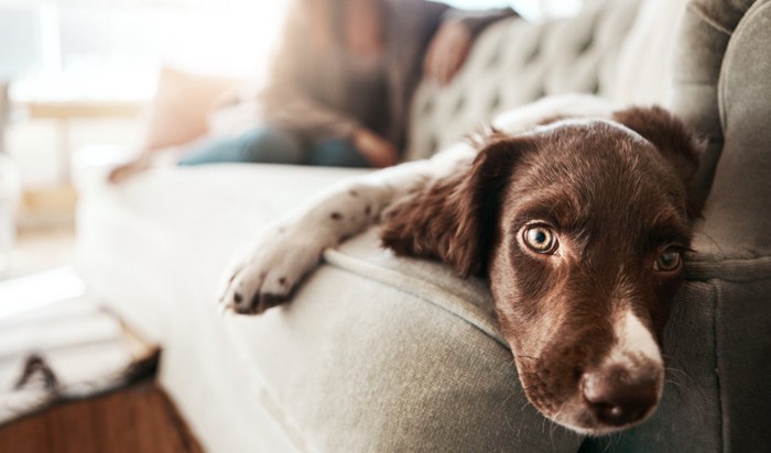 ソファの女性と伏せる犬