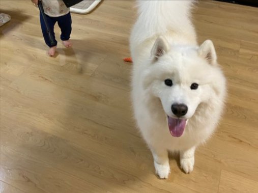 サモエド