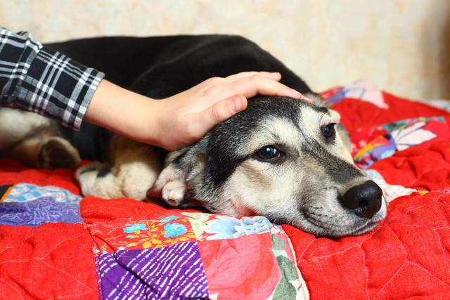 犬を撫でる