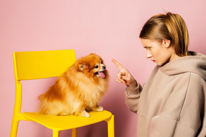 椅子の上で女性に叱られる犬