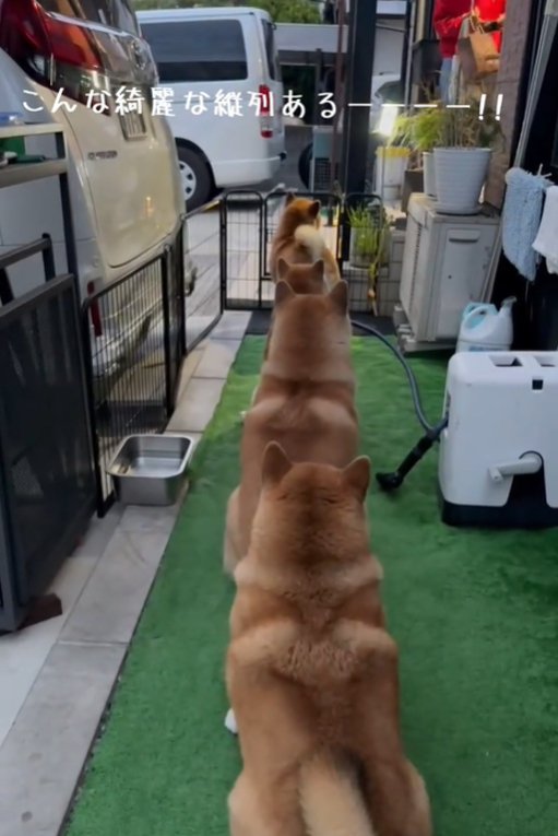 並ぶ犬2
