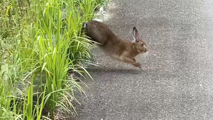 うさぎがいるほど自然豊か