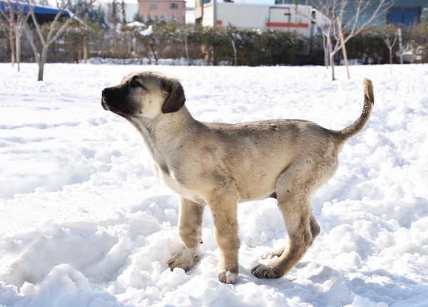 カンガールドッグ仔犬