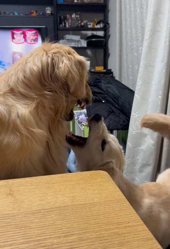 上を向きながら口を開ける犬