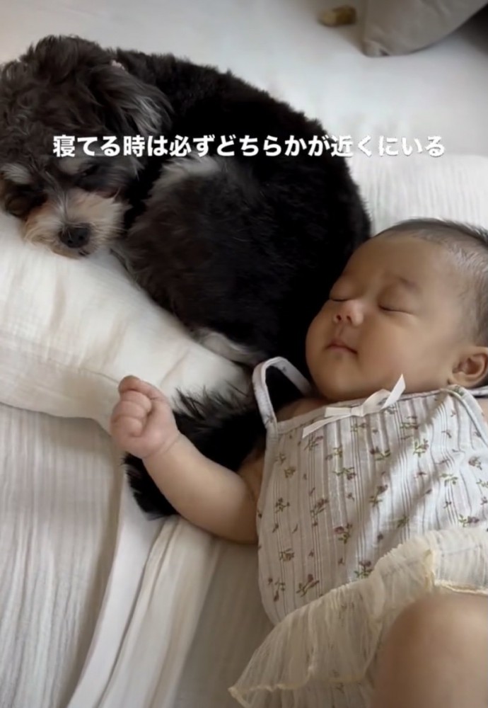 2匹のおかげで、赤ちゃんはぐっすり