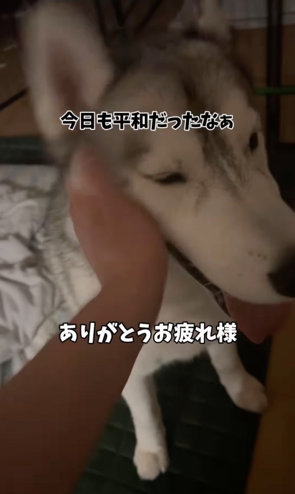 撫でられる大型犬