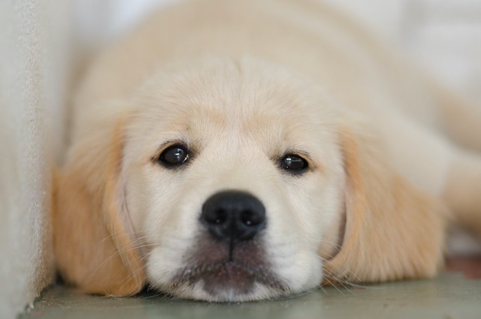 伏せてこちらを見つめるゴールデンレトリバーの子犬