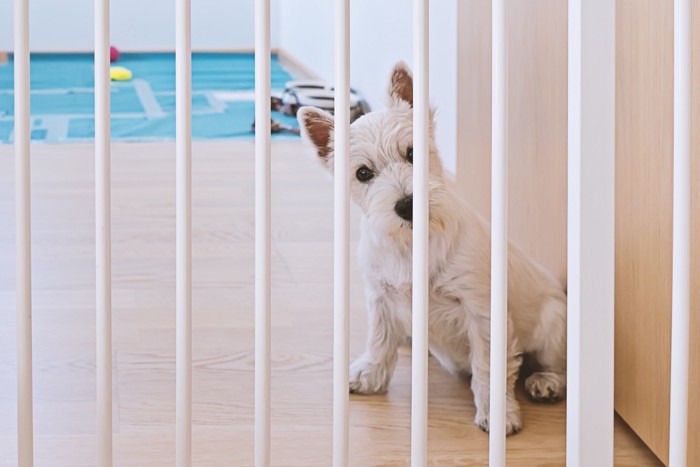 ゲートで区切られた部屋から見つめる子犬