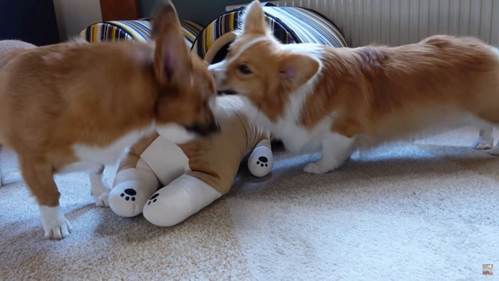 けんかする犬2匹とぬいぐるみ