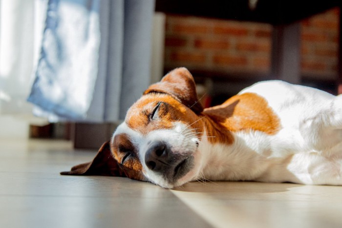 窓の近くで眠る犬