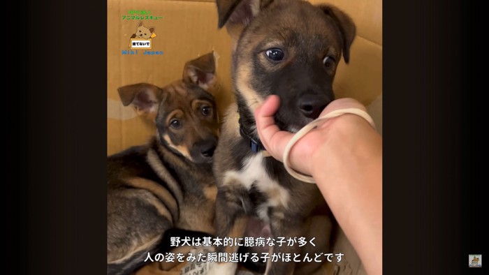 詩音くんと花音ちゃんが幸せを掴むまで2