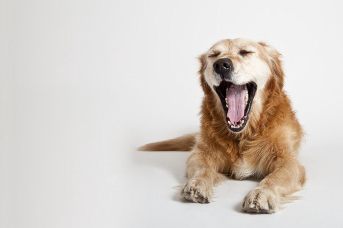 伏せて大きくあくびをする犬