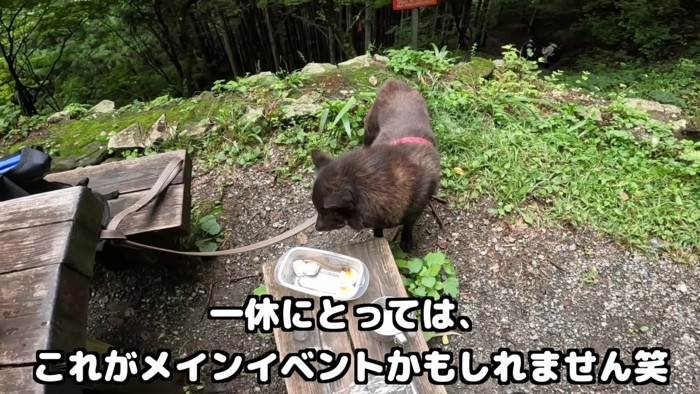 これが今日のハイライト…！