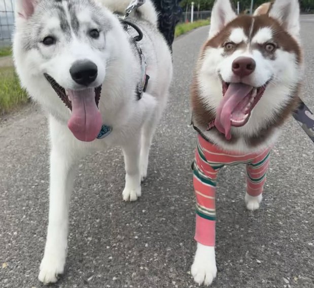 散歩するハスキー犬たち