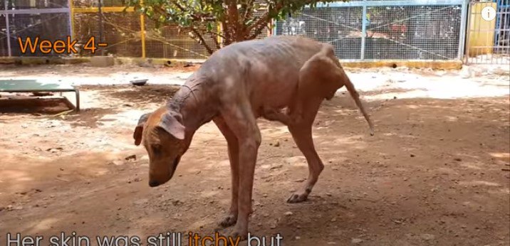 4週間後の犬