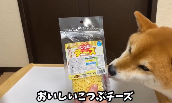 袋をなめる犬