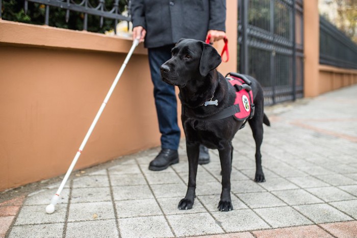 盲導犬と歩く杖を持ったハンドラー