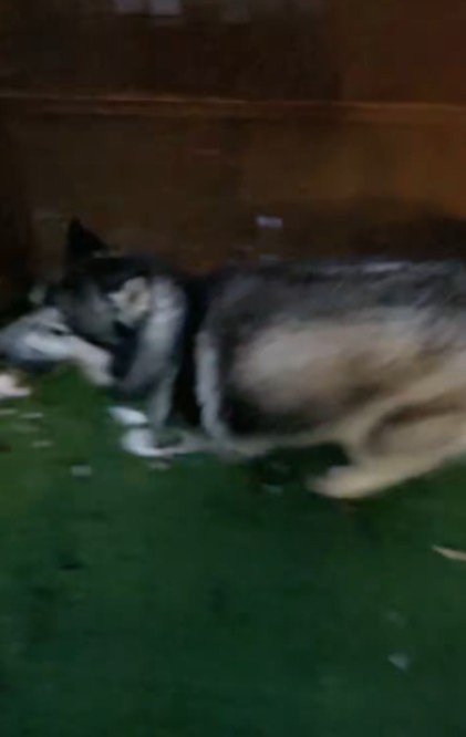 全速力で煽り！？