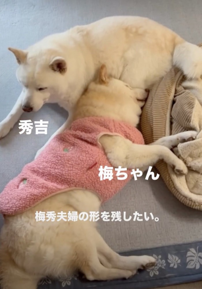 秀吉くんが、梅ちゃんの心の拠り所