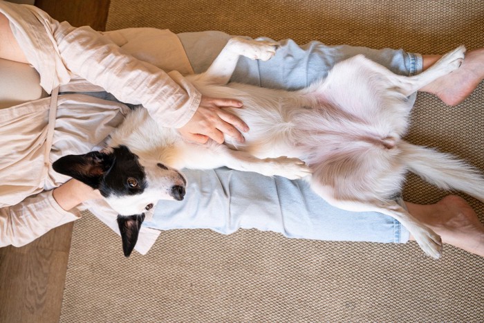 女性の膝の上でヘソ天でつろぐ犬
