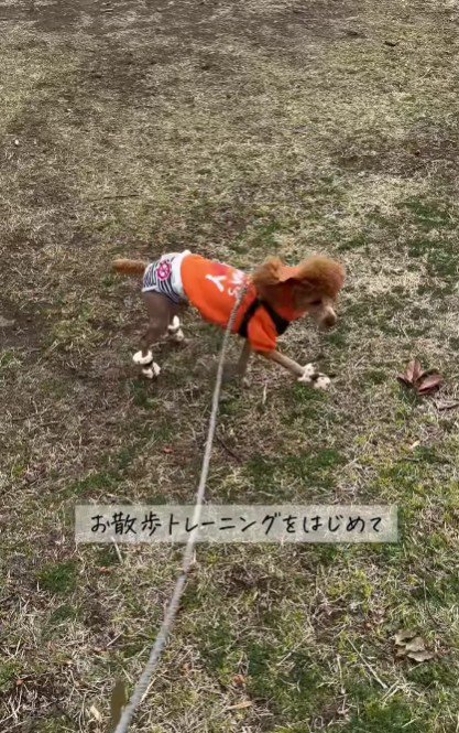 お散歩トレーニングを開始！
