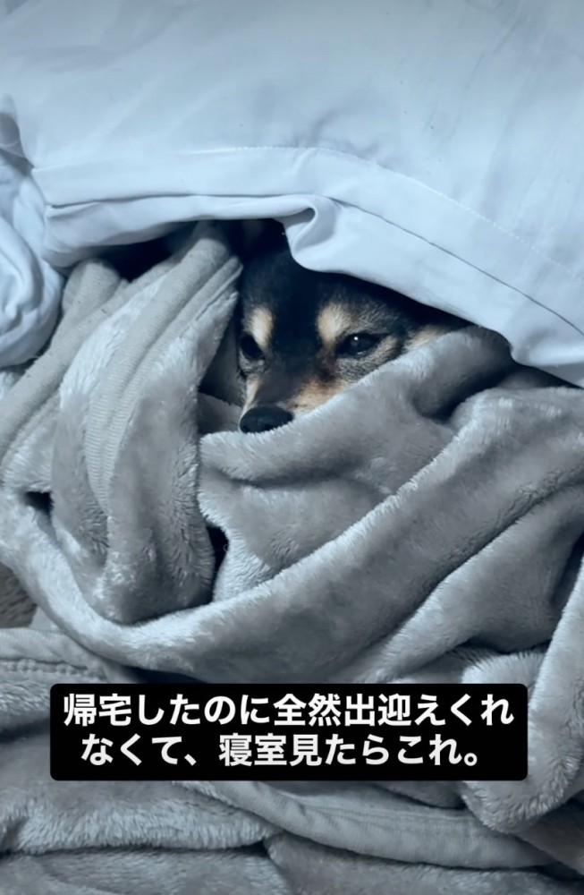 布団にくるまる犬