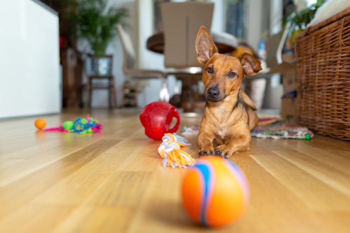 床に転がるおもちゃ、茶の犬