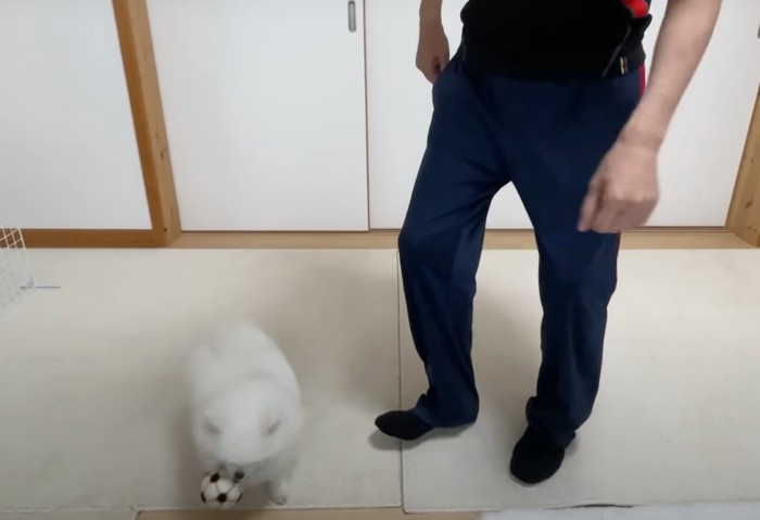 ボールを持っていく犬