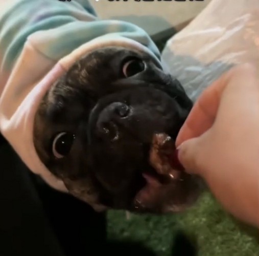 肉を食べる犬