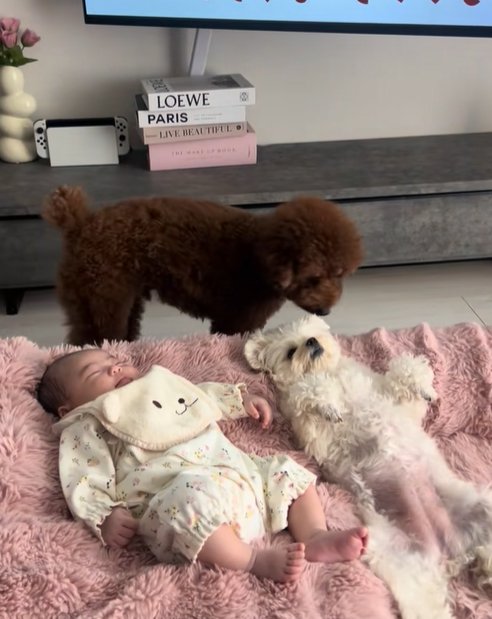 眠る赤ちゃんと小型犬兄妹