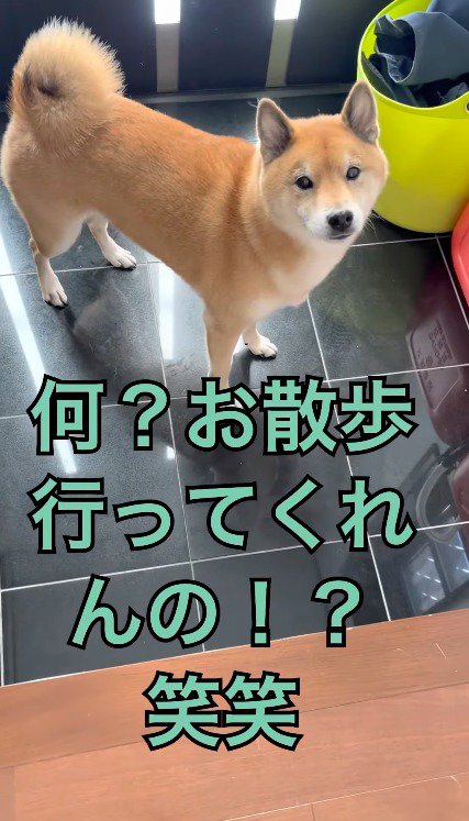 玄関に立つ犬