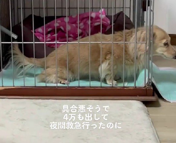 おしっこが出ないみたい