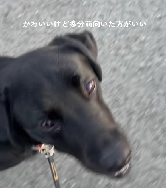 黒ラブさんとの散歩