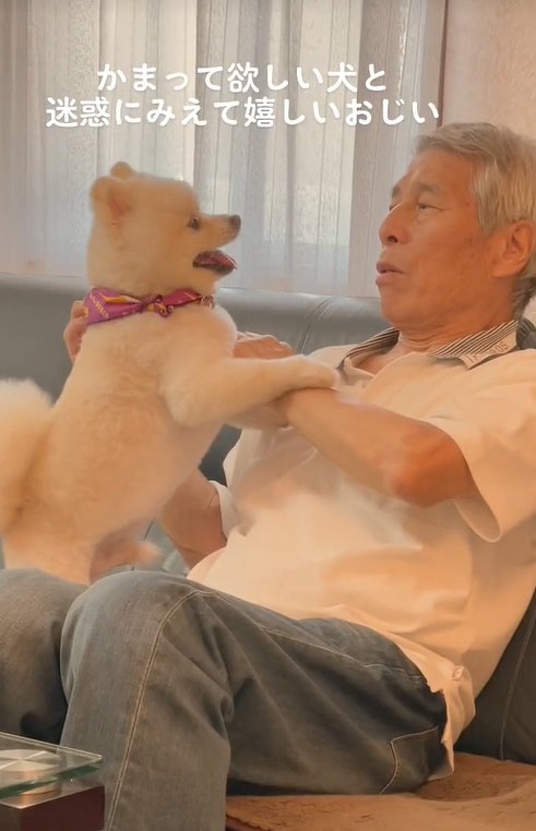 おじいちゃんに構ってほしい小型犬
