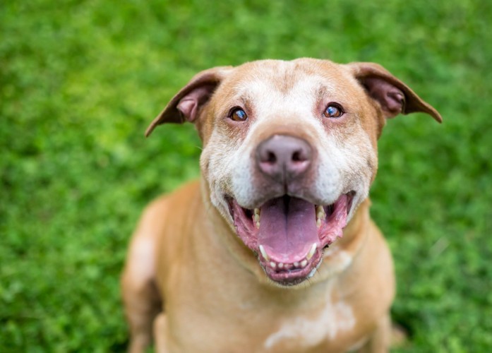 笑顔のシニア犬