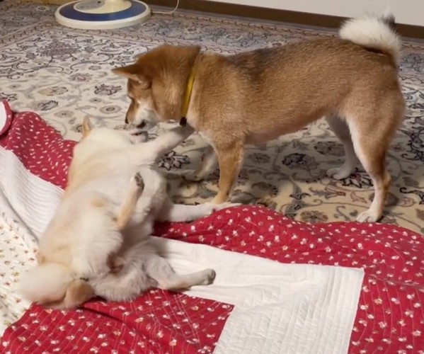 横に倒れる柴犬