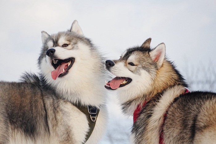 しらす君＆ほたて君