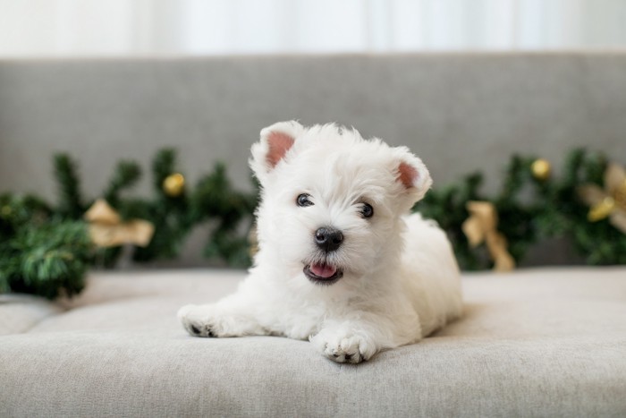 ソファの上で伏せているウエスティの子犬