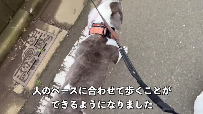 お散歩では強い力で引っ張り…