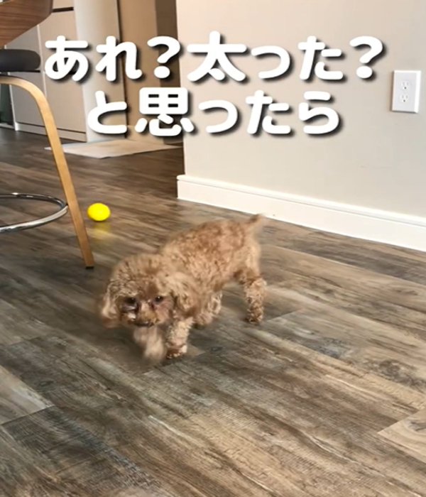 歩く犬1