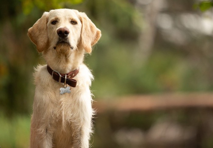 札付きの首輪の犬