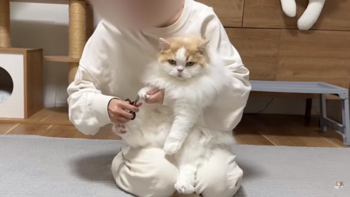 爪切りされるレモンさん